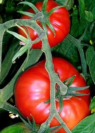 Pomodori