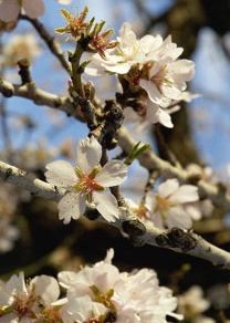 Fiori di ciliegio