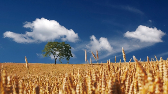 Piantagione di cereali