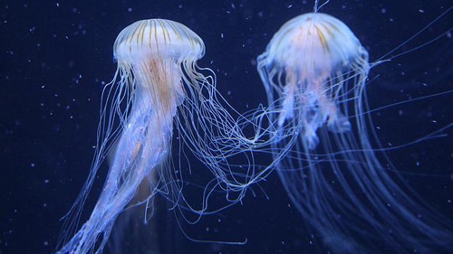Meduse