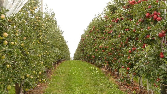 Alberi da frutto
